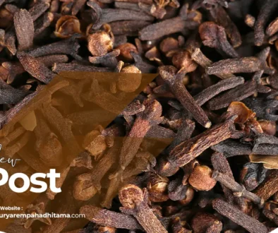 artikel PT. Surya Rempah Adhitama revisi clove